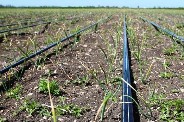 Photo of Капельный полив: об особенностях, преимуществах и не только